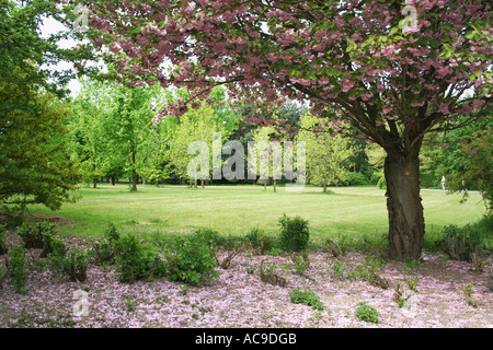 Cerisier en fleurs qui exhibe des pétales sur une pelouse sereine du parc. Banque D'Images