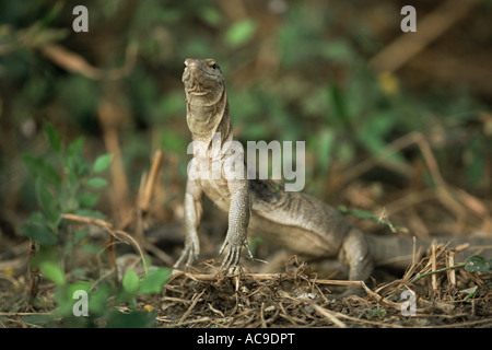 Bengal varan Varanus benghalensis Ghana Inde Bharatpur Keoladeo NP Banque D'Images