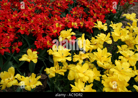 Tulipes rouges et jaunes vibrantes en pleine floraison. Banque D'Images