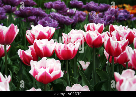 Tulipes roses et violettes dans un jardin printanier luxuriant. Banque D'Images
