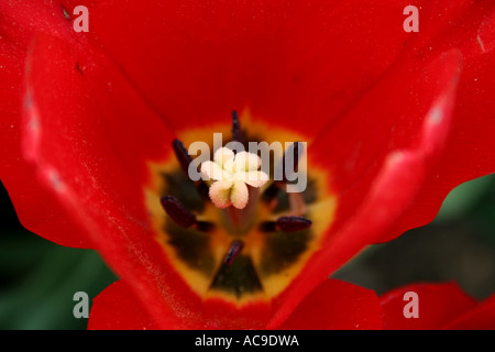 Gros plan de l'intérieur d'une tulipe rouge éclatante, mettant en valeur ses étamines détaillées et son pistil sur un fond flou. Banque D'Images