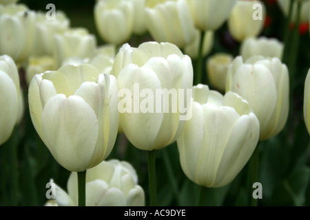 Gros plan de tulipes blanches en pleine floraison avec un fond flou, mettant en valeur leurs pétales délicats. Banque D'Images