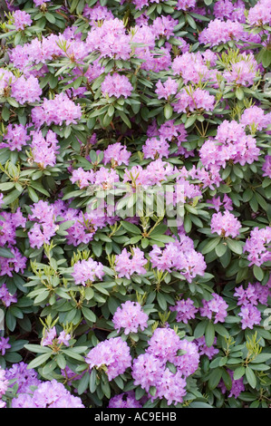 Azalea violet Ericaceae Rhododendron smirnowii gamme Caucase Asie Photo  Stock - Alamy