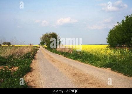 Chemin de terre rural menant à travers des champs verts et des fleurs de colza jaune sous un ciel bleu clair. Banque D'Images