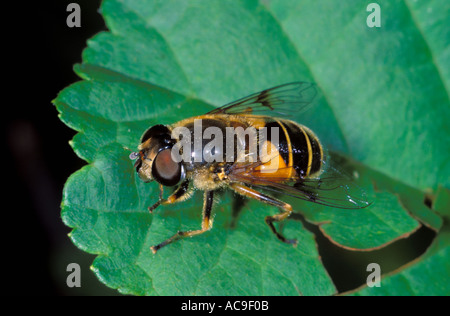 Hover-fly, Syrphidae. On leaf Banque D'Images
