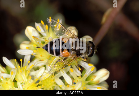 Hover-fly, Syrphidae. Sur fleur. Vue d'en haut Banque D'Images