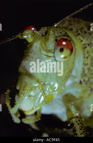 La drépanocytose de roulement-cricket, Phaneroptera falcata. Chef close-up Banque D'Images