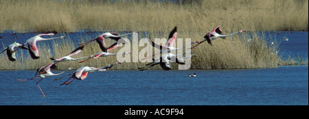 Plus de flamants roses, Phoenicopterus ruber. En groupe sur les milieux humides Banque D'Images