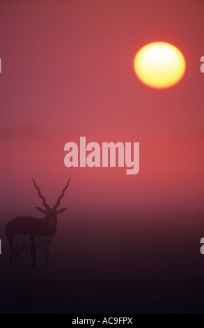 Antilope cervicapra Blackbuck mâle au lever du soleil du désert de Thar Rajasthan Inde Banque D'Images