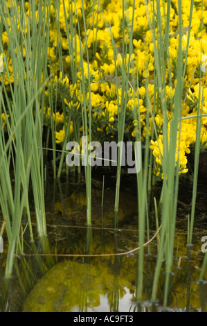 Fleurs vert vif poussant sur la rive de l'étang avec de hauts roseaux reflétant dans l'eau calme. Banque D'Images