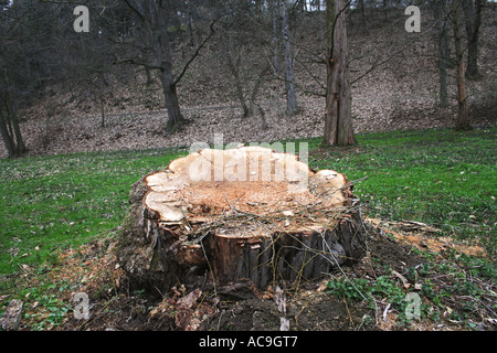 Souche d'arbre fraîche dans une clairière forestière avec croissance printanière autour. Banque D'Images