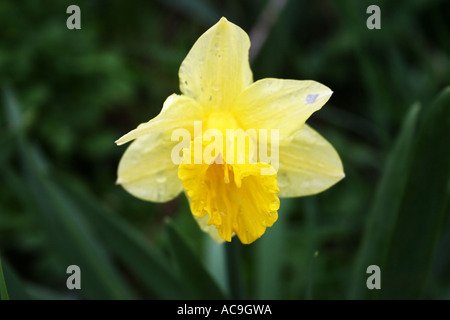 Gros plan d'une jonquille jaune éclatante en pleine floraison, avec des gouttes de rosée sur ses pétales, sur un fond vert flou. Banque D'Images