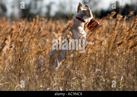 Yellow Lab sautant pour attraper Équipes de Frisbee Banque D'Images