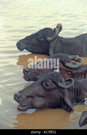 Les vaches laitières baignade à Varanasi Uttar Pradesh Inde Asie sous-continent asiatique à38 8 Banque D'Images