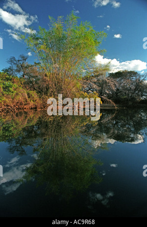 Bambou Bambusa arnhemica australiennes indigènes habitat naturel NT12 18 Banque D'Images