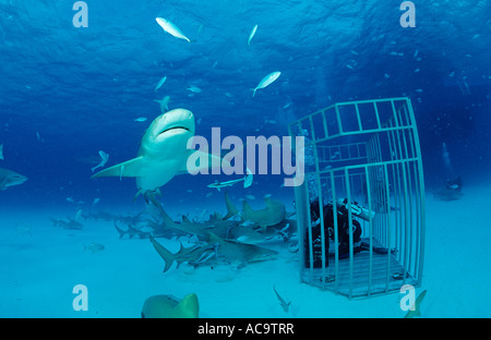 Requins citrons et de Plongée sous marine en cage Requins Negaprion brevirostris Bahamas Grand Bahama Island Océan Atlantique Banque D'Images