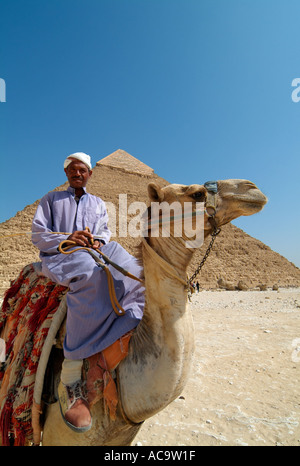 Camel en face de la pyramide de Khafré, Giza, Le Caire, Egypte Banque D'Images