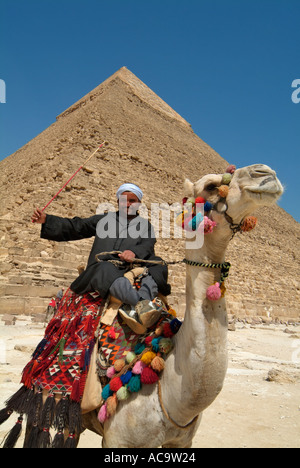Camel en face de la pyramide de Khafré, Giza, Le Caire, Egypte Banque D'Images
