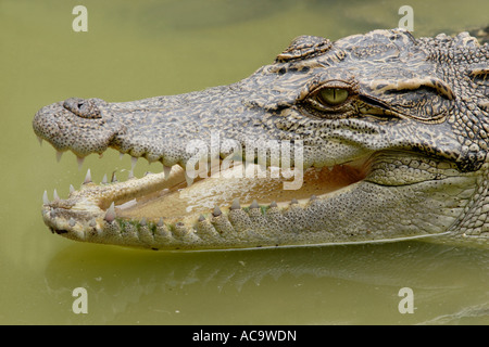 Crocodile, Siamois, Khao Yai National Park, Thaïlande, Asie Banque D'Images