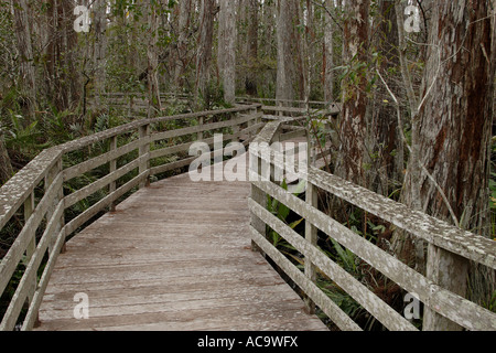 Promenade dans le Corkscrew Swamp Sancturay, Florida, USA Banque D'Images