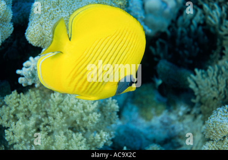 Mer Rouge - Egypte : un poisson qui nage papillon masqués dans la barrière de corail Banque D'Images