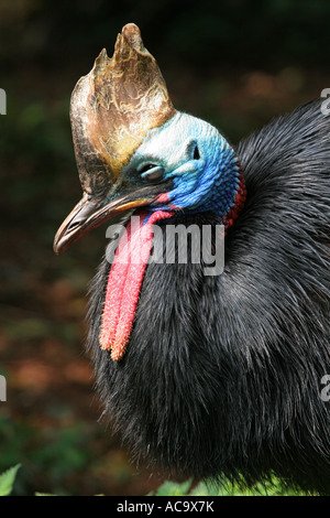 Libre d'un Casoar Sud Casuarius colorés volent pas casarius gros oiseau de la faune Banque D'Images