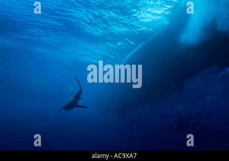 Egypte Mer Rouge Elphinstone Reef un requin océanique dans le bleu piscine à proximité d'un bateau de croisière plongée Banque D'Images