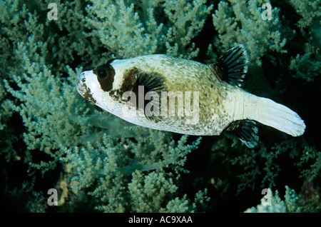 Egypte Mer Rouge Gotta Wadi Gamel un poisson-globe masqué la natation dans un jardin de corail Banque D'Images