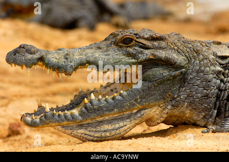 Crocodile du Nil, Crocodylus niloticus, les crocodiles sacrés de Bazoulé, Burkina Faso Banque D'Images