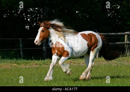 Le galop des chevaux tinker irlandais - Irish tinker jument (Equus przewalskii f. caballus) Banque D'Images