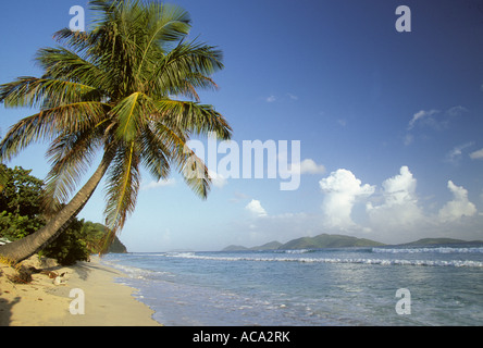 Palmiers, plage vide, Îles Vierges Britanniques Banque D'Images