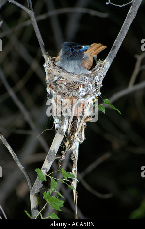 Paradis asiatique-flycatcher / Terpsiphone paradisi, femelle. Ussuriland, Extrême-Orient de la Russie Banque D'Images