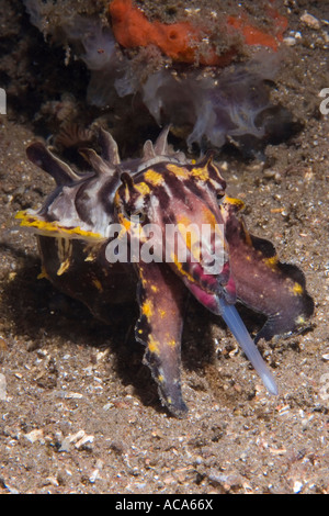 La seiche flamboyante, Metasepia pfeffer, chasse, tentacules de capture Banque D'Images