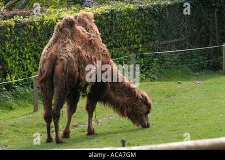 Adultes complètement adulte Chameau de Bactriane Camelus bactrianus pâturage sur l'herbe en captivité dans une réserve naturelle en Angleterre Banque D'Images