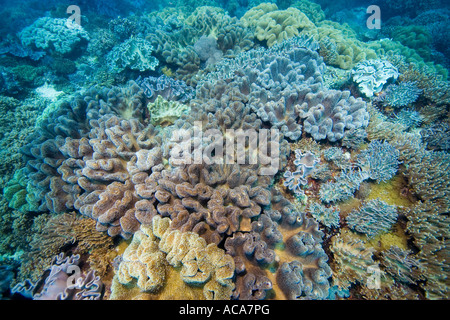 Récifs coralliens recouverts de coraux mous, de champignons Sarcophyton trochelioporum, Philippines, l'Océan Pacifique Banque D'Images