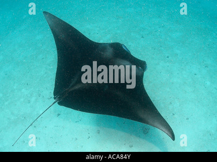 Manta (Manta birostris), Maldives, océan Indien Banque D'Images