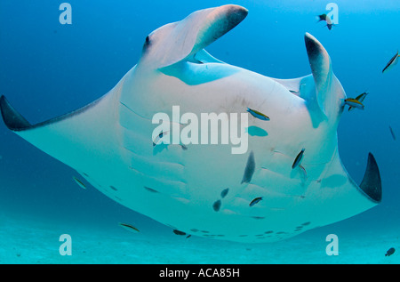 Manta (Manta birostris), Maldives, océan Indien Banque D'Images