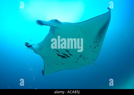 Manta (Manta birostris), Maldives, océan Indien Banque D'Images