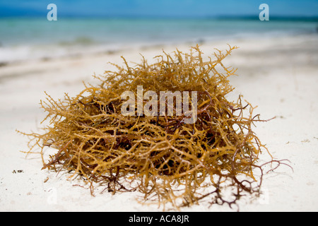 Algues (Zosteraceae) sur la plage Banque D'Images