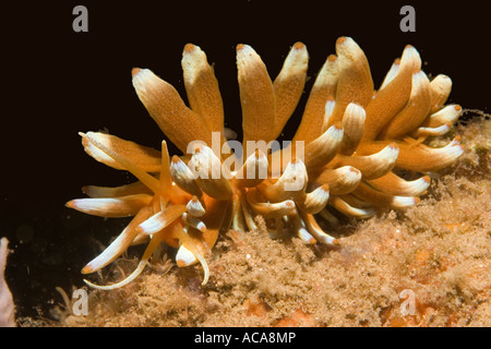 Phyllodesmium kabiranum Aeolid nudibranches () Banque D'Images