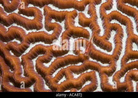 Bryaninops gobie (grand) se cacher sur un corail cerveau (Diplora strigosa) Banque D'Images