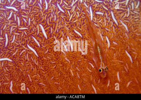 Bryaninops gobie (grand) se cacher sur un corail rouge (Alcyonacea) Banque D'Images