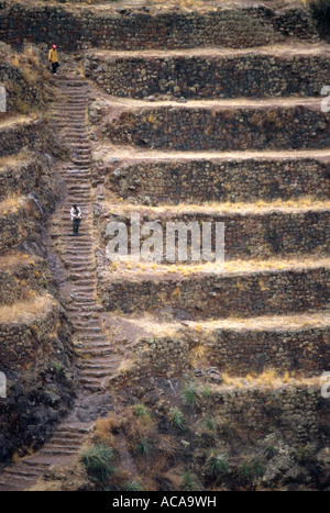 Terrasses agricoles - Vallée de l'Urubamba, Pisac, PÉROU Banque D'Images