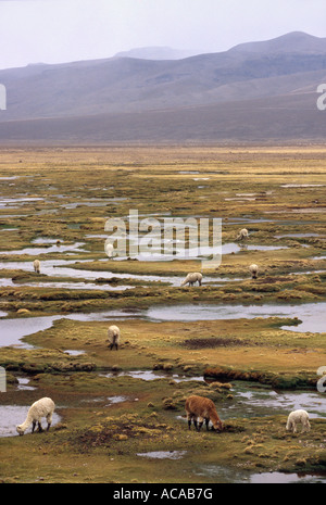 Alpaga - pâturage près de Puno, PÉROU Banque D'Images