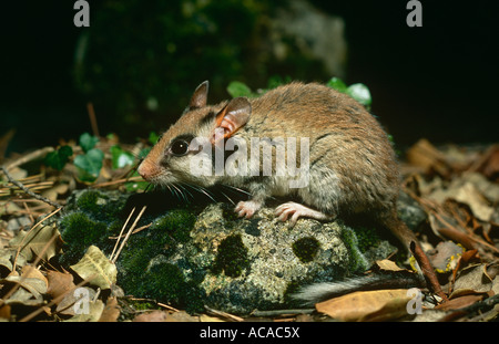Loir jardin Eliomys quercinus Espagne Banque D'Images
