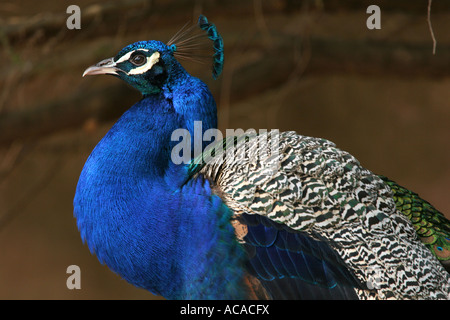 Libre d'un paon bleu vif commune affichage vert et plumes brunes et de marquages, au zoo de Paignton Devon UK Banque D'Images