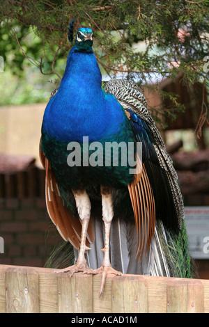 Un Paon bleu vif commune affichage vert et plumes brunes et de marquages debout sur clôture en bois au Zoo de Paignton Devon UK Banque D'Images