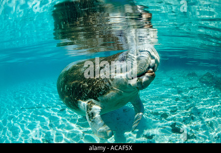 Lamantin Antillais Trichechus manatus latirostris USA Florida FL Crystal River Banque D'Images