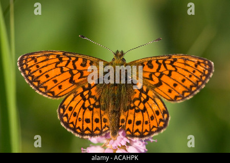 Bog fritillary (Proclossiana eunomia), Femme Banque D'Images