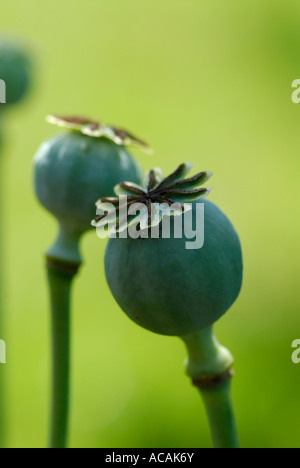 Deux coquelicots maïs flétri Banque D'Images